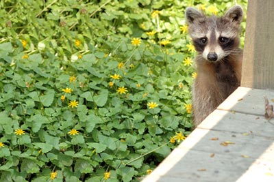 Racoon caught on camera